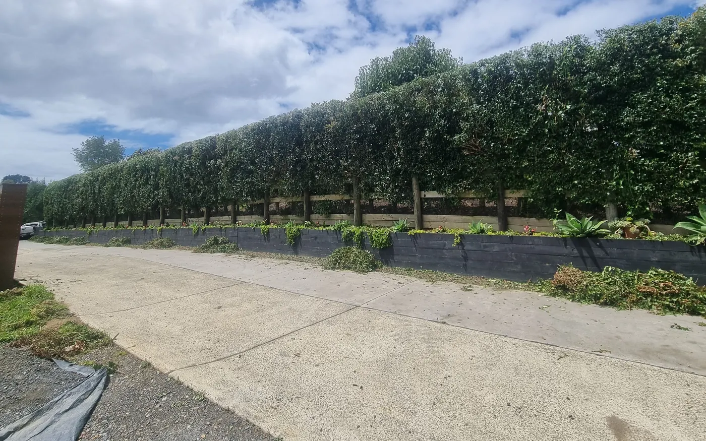 A long hedge cut square, with the trimmings raked along the driveway ready to go on the trailer