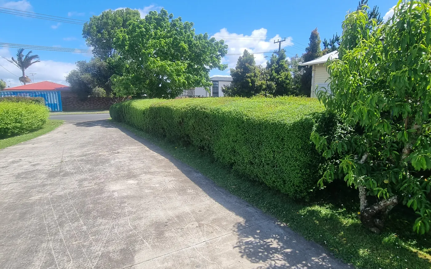 A boundary hedge cut back level after trimming