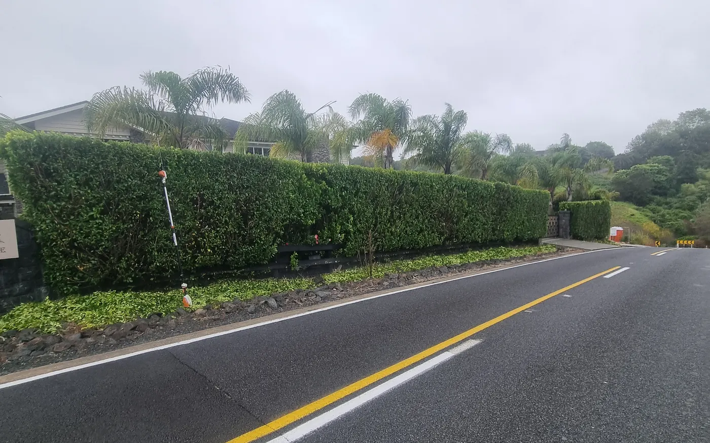 A long hedge cut back square and level after trimming in Māngere