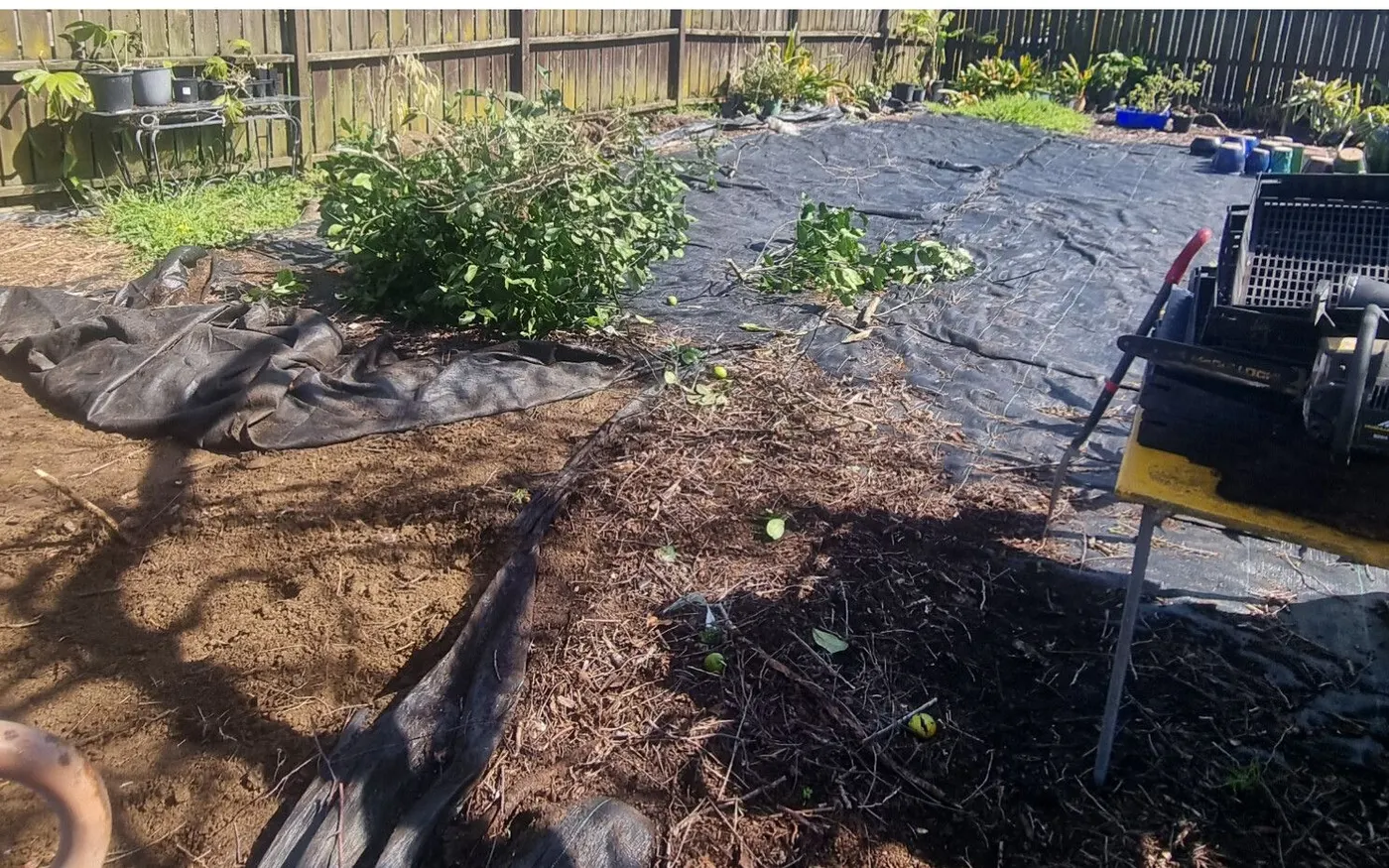 The same garden mid-job, matting pulled back, soil worked over and bark going down